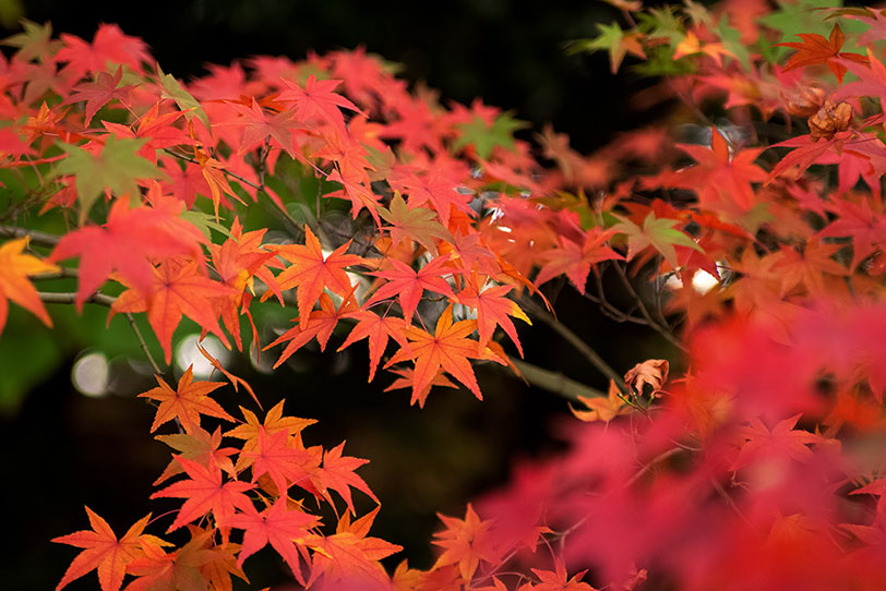 ‘Momiji-Gari’ is popular activity to enjoy nature in Japan. Which is ‘Momiji’ ?