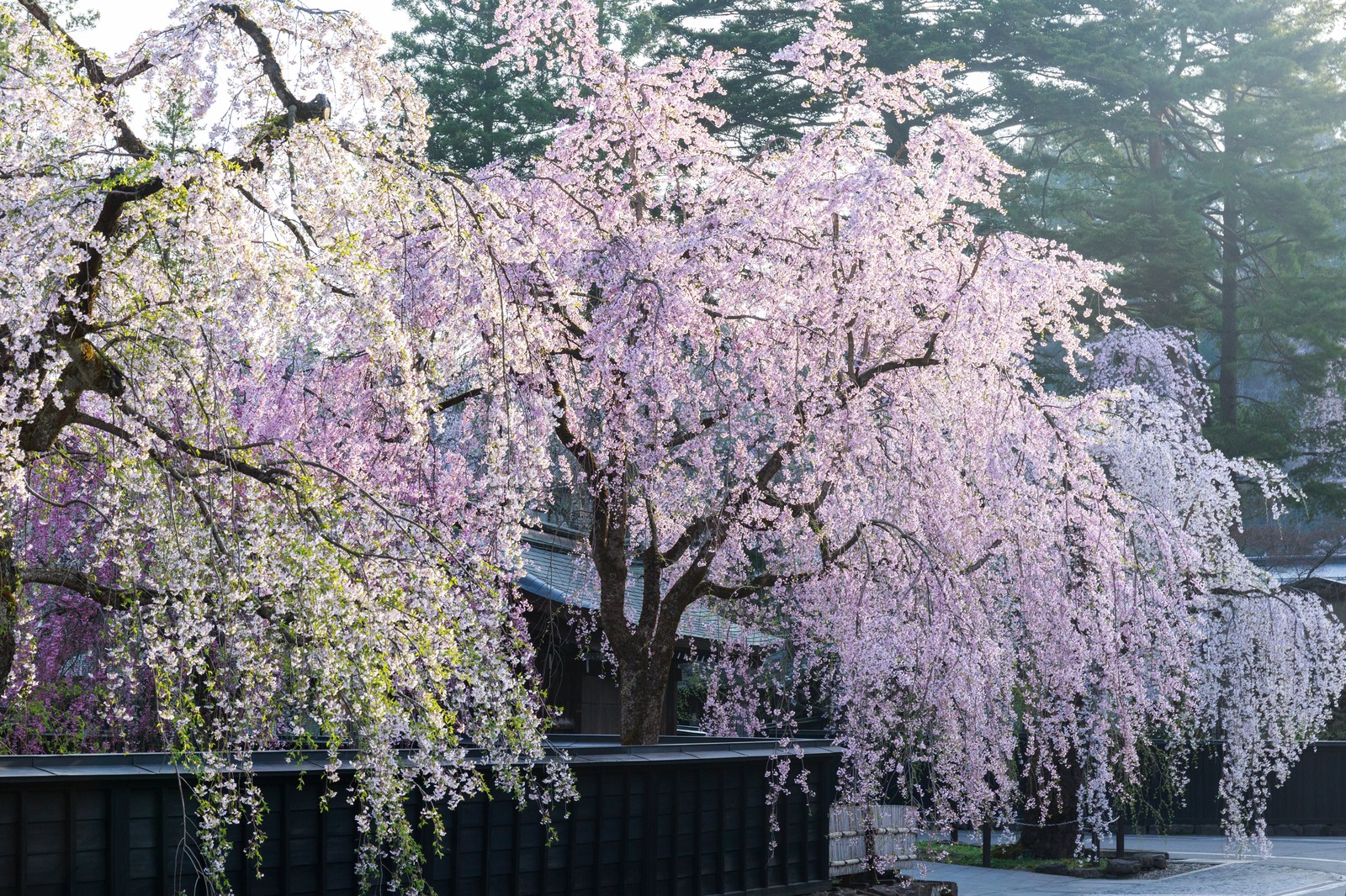 ‘Momiji-Gari’ is popular activity to enjoy nature in Japan. Which is ‘Momiji’ ?