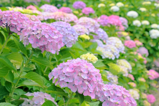 Which of the following flowers is in full bloom in June?